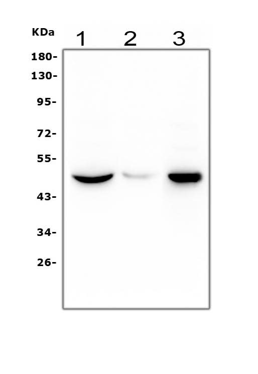 Anti-Histamine H3 receptor HRH3 Antibody Picoband® Boster Bio