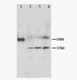 Anti-MRGX1/MRGPRX1 Antibody Picoband® Boster Bio