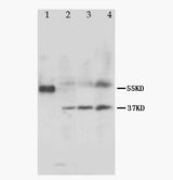 Anti-MRGX1/MRGPRX1 Antibody Picoband® Boster Bio
