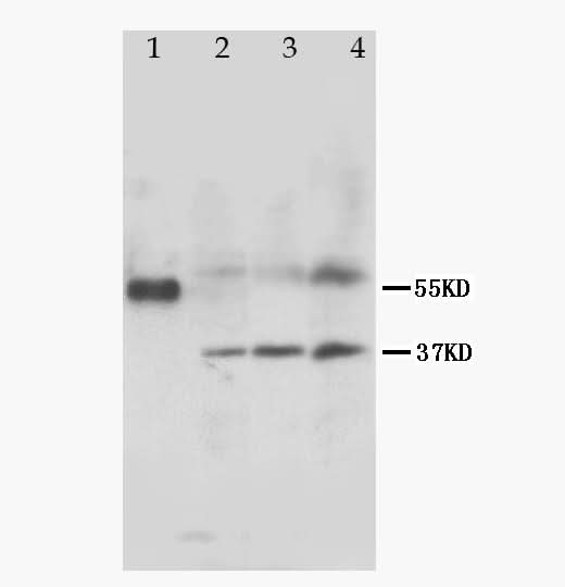 Anti-MRGX1/MRGPRX1 Antibody Picoband® Boster Bio