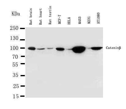 Anti-beta Catenin/CTNNB1 Antibody Picoband® Boster Bio