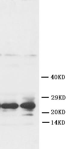Anti-Fibroblast growth factor 8 FGF8 Antibody Picoband® Boster Bio