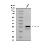 Anti-XIAP-associated factor 1 XAF1 Antibody Picoband® Boster Bio