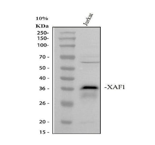 Anti-XIAP-associated factor 1 XAF1 Antibody Picoband® Boster Bio