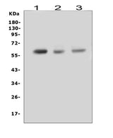 Anti-RUNX2 Antibody Picoband® Boster Bio