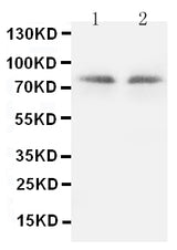 Anti-PKC gamma/PRKCG Antibody Picoband® Boster Bio