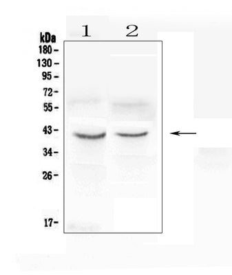 Anti-CXCR4 Antibody Picoband® Boster Bio