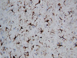 Anti-GFAP Antibody Picoband® Boster Bio