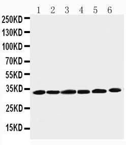 Anti-Cyclin D1/CCND1 Antibody Picoband® Boster Bio