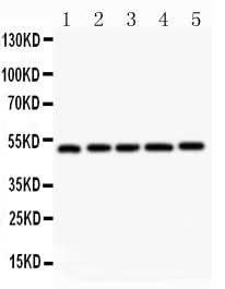 Anti-LXR alpha/NR1H3 Antibody Picoband® Boster Bio