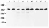 Anti-ERK2/MAPK1 Antibody Picoband® Boster Bio