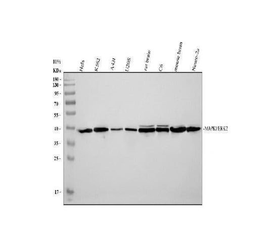 Anti-ERK2/MAPK1 Antibody Picoband® Boster Bio