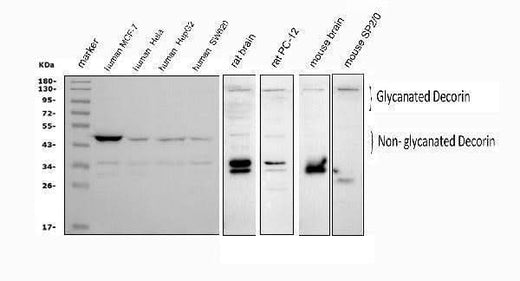 Anti-Decorin/DCN Antibody Picoband® Boster Bio