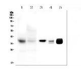 Anti-MTCO1/MT-CO1 Antibody Picoband® Boster Bio