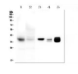 Anti-MTCO1/MT-CO1 Antibody Picoband® Boster Bio