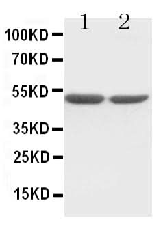 Anti-c-Fos Antibody Picoband® Boster Bio
