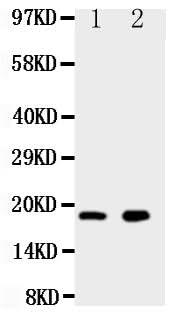 Anti-Ly6al Antibody Picoband® Boster Bio