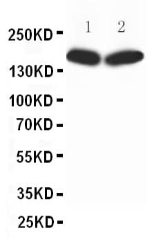 Anti-nNOS (neuronal)/NOS1 Antibody Picoband® Boster Bio