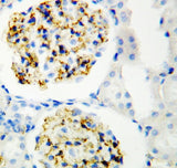 Anti-CD34 Antibody Picoband® Boster Bio