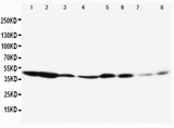 Anti-ERK1/MAPK3 Antibody Picoband® Boster Bio