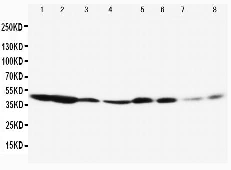Anti-ERK1/MAPK3 Antibody Picoband® Boster Bio