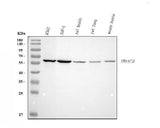 Anti-Histone deacetylase 2 HDAC2 Antibody Picoband® Boster Bio