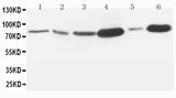 Anti-Matrix metalloproteinase-9 MMP9 Antibody Picoband® Boster Bio