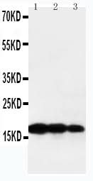 Anti-TNF beta/LTA Antibody Picoband® Boster Bio