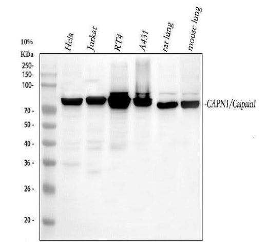 Anti-Calpain 1/CAPN1 Antibody Picoband® Boster Bio