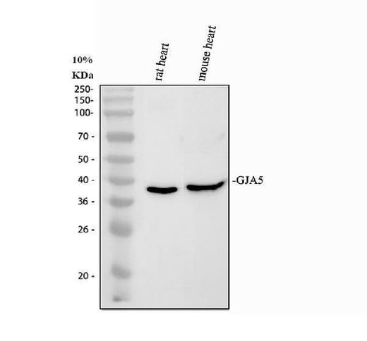 Anti-Connexin 40/GJA5 Antibody Picoband® Boster Bio