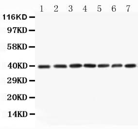 Anti-MEK3/MAP2K3 Antibody Picoband® Boster Bio