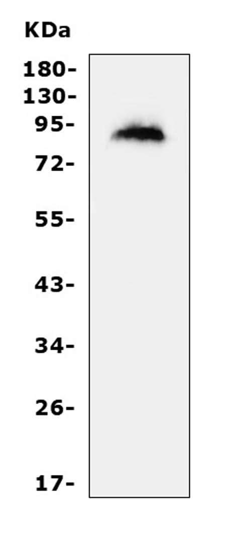Anti-MDM2 Antibody Picoband® Boster Bio