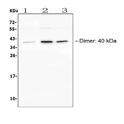 Anti-BAFF Receptor/TNFRSF13C Antibody Picoband® Boster Bio