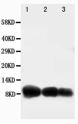 Anti-IP10/CXCL10 Antibody Picoband® Boster Bio