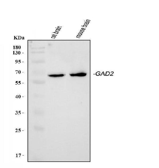 Anti-GAD65/GAD2 Antibody Picoband® Boster Bio