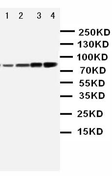 Anti-PI 3 Kinase p85 alpha/PIK3R1 Antibody Picoband® Boster Bio