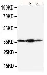 Anti-Podoplanin/gp36/PDPN Antibody Picoband® Boster Bio