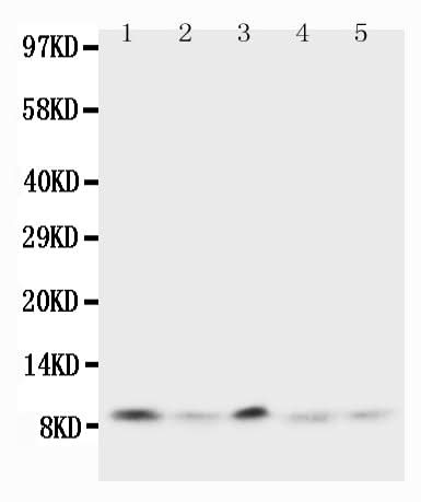 Anti-Ubiquitin/UBB Antibody Picoband® Boster Bio