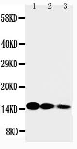 Anti-Interleukin-3 IL3 Antibody Picoband® Boster Bio