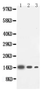 Anti-Interleukin-4 IL4 Antibody Picoband® Boster Bio