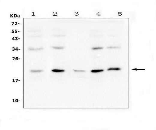 Anti-Bcl-2-like protein 2 Bcl2L2 Antibody Picoband® Boster Bio