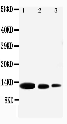 Anti-MIG/CXCL9 Antibody Picoband® Boster Bio
