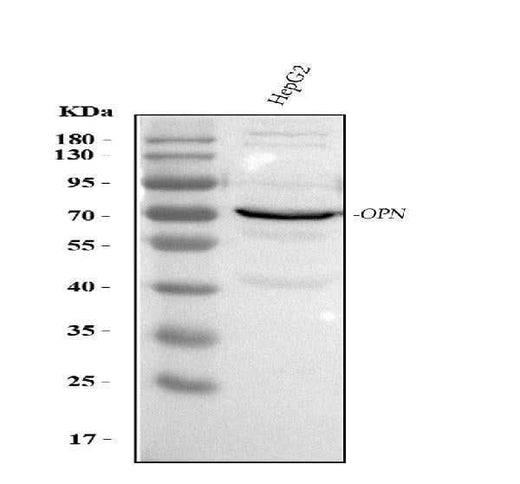 Anti-Osteopontin/SPP1 Antibody Picoband® Boster Bio