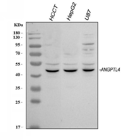 Anti-Angiopoietin-like 4/ANGPTL4 Antibody Picoband® Boster Bio