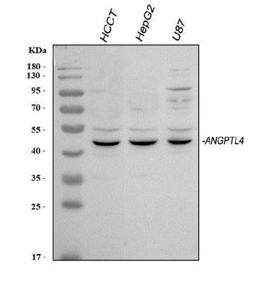 Anti-Angiopoietin-like 4/ANGPTL4 Antibody Picoband® Boster Bio