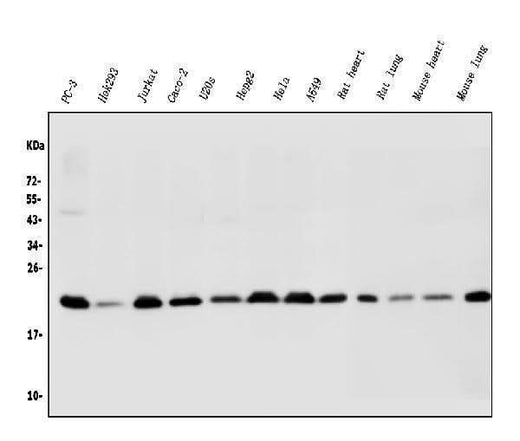 Anti-BAK/BAK1 Antibody Picoband® Boster Bio