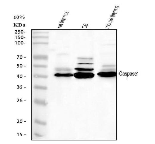Anti-Caspase-1(P20)/CASP1 Antibody Picoband® Boster Bio