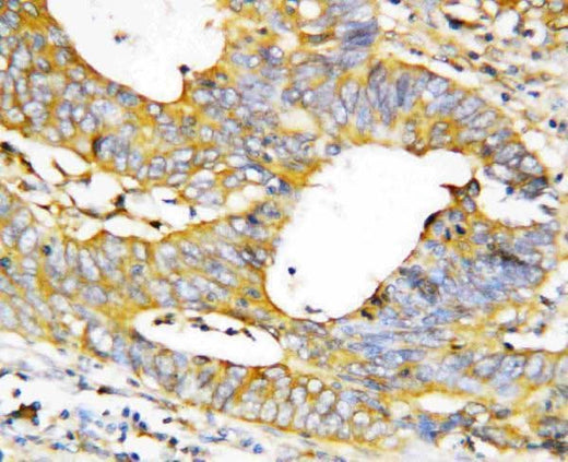 Anti-Caspase-1(P20)/CASP1 Antibody Picoband® Boster Bio