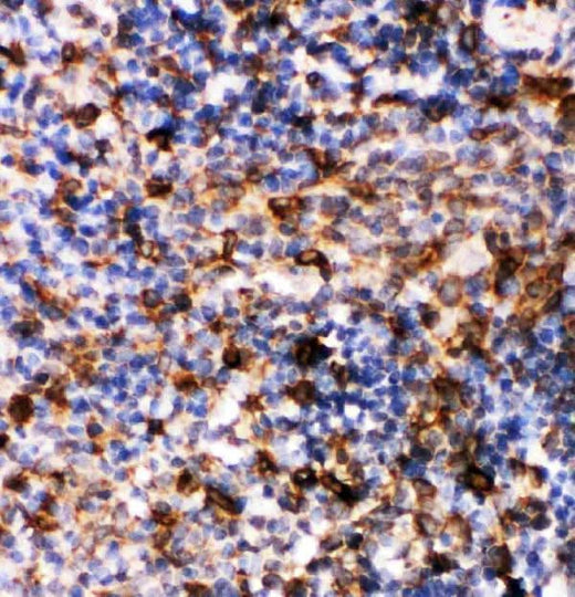 Anti-Caspase-6(P18)/CASP6 Antibody Picoband® Boster Bio