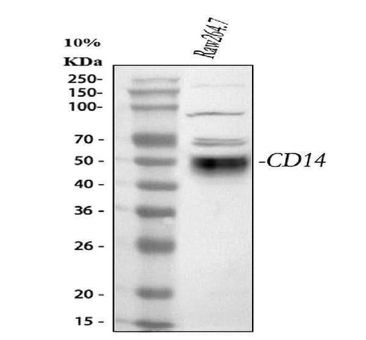 Anti-CD14 Antibody Picoband® Boster Bio